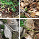 The unbecoming plant lies in wait on the forest floor, smelling like death.